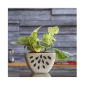 Ugaoo Watermelon Ceramic Planter - Bare Beige