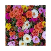 SHOP 360 GARDEN Portulaca Grandiflora Double Mix Flower Seeds - Pack of 100 Seeds