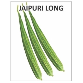 Ridge Gourd Jaipur Long, Turee seeds, Cucurbits Vegetable 20 Seeds