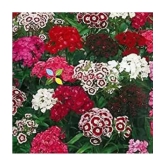 CLASSIC GREEN EARTH - Sweet William Flower ( 60 Seeds )