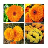 homeagro - Marigold Flower ( 50 Seeds )