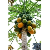 zello - Papaya Fruit ( 50 Seeds )