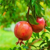 Pomegranate fruit Plant For HomeGarden