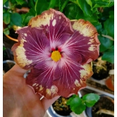 Hybrid American Hibiscus Flower Plant