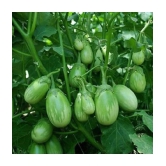 Home / Seeds / Vegetables Seeds / Brinjal GREEN GOL Seeds Brinjal Purple Long Seeds