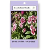 CLASSIC GREEN EARTH - Sweet William Flower ( 60 Seeds )