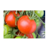 homeagro - Tomato Vegetable ( 100 Seeds )