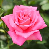 Hybrid Grafted Pink Colour Rose