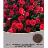 CLASSIC GREEN EARTH - Tube Rose Flower ( 60 Seeds )