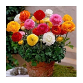 Ranunculus asiaticus Flower Seeds - 40 seeds