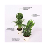 Ugaoo Air Purifier Indoor Plants for Home with Pots- Areca Palm & ZZ Plant