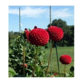 Zonato Red Dahlia Winter Flower Seed (Pack of 50)