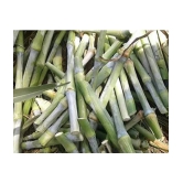 SUPER NAPIER GRASS ( PACK OF 500 SEEDS) WITH MANUAL