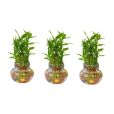 Green plant indoor - Green Wild Artificial Flowers With Pot ( Pack of 3 )