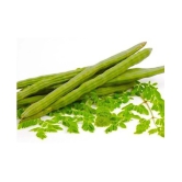 ORGANIC Moringa Seeds ODC3 Variety Hybrid Drumstick Seeds 15 (Saijan ki Phalli,Saragavo)