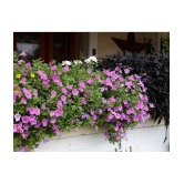 homeagro - Petunia Mixed Flower ( 50 Seeds )