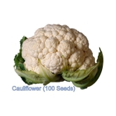 Super Saver Combo of 4 Hybrid Vegetables (Cabbage, Cauliflower, White Radish & Red Carrot) F1 HYBRID