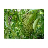 Azalea Gardens Soursop Seeds, Annona muricata, Prickly Custard Apple, Fruit Seeds - 20 seeds