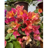 Adarna Bougainvillea Top Rare (grafted)