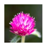 Gomphrena purple seeds Flower 20 Seeds