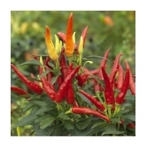 Hybrid F1 Green Chilli Seeds-50 seeds