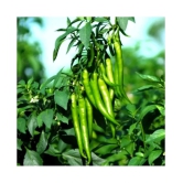 Chilli Jwala - Desi Vegetable 50 Seeds