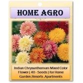 homeagro - Indian Chrysanthemum Mixed Flower ( 50 Seeds )