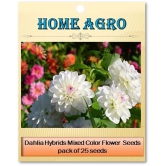 homeagro - Dahlia Mixed Flower ( 25 Seeds )