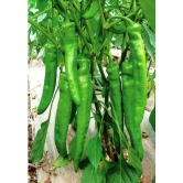 Green Chili Pepper Seeds Hot Pepper For Garden Home 50 Seeds