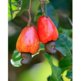 Golden Hills Farm Cashew Nut Kaju Tree Seeds (Multicolour) 5 seeds