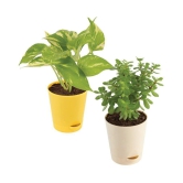 Ugaoo Good Luck Indoor Plants For Home With Pot - Jade Plant & Money Plant Variegated