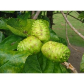 Ayurveda natural herbal Noni fruit