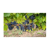 homeagro - Black Grape Fruit ( 20 Seeds )