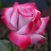 Hybrid Rose  Grafted Plant For Gardening