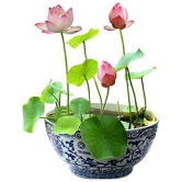 M-Tech Gardens Bonsai Pink Lotus Flower 10 Seeds Pack + Instruction Manual