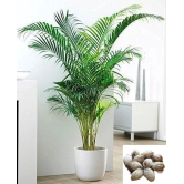 homeagro - Areca palm Plant ( 5 Seeds )