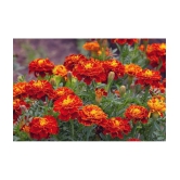 homeagro - Marigold Flower ( 50 Seeds )