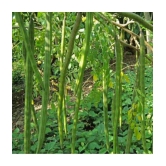 CLASSIC GREEN EARTH - Drumstick Vegetable ( 20 Seeds )