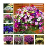 homeagro - Petunia Mixed Flower ( 50 Seeds )