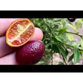 Austrelian Red Lime Fruit Plant