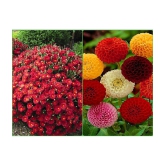 sky star agro Seeds Combo - Chrysanthemum Mix Flower ( 50 seed ) and Dahlia Mixed Flower ( 25 Seeds )