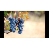 Exotic Black Grapes Fruit Plants