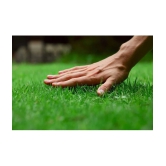 SMALL GRASS Nederland best Quality Premium Seeds for home, garden, plants, balcony, kitchen & Farm House Pack of 200 seeds