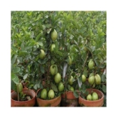 Golden hill guvava seeds 100 seeds with growing cocopeat