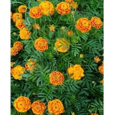 homeagro - Marigold Flower ( 50 Seeds )