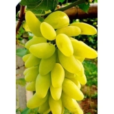 OhhSome Fruit Seeds Golden Green Sweet Grape Professional Organic Seed Fruit Plant Seeds For House Kitchen Garden Fruit Seeds Pack