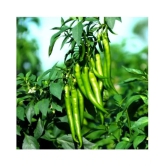 Chilli G 4 Long - Desi Vegetable Seeds 100 Seed