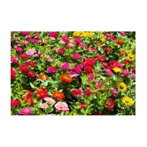 HN organic seed - Zinnia Mixed Flower ( 20 Seeds )