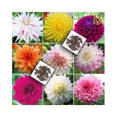 MS Seed's - Flower Seeds ( 20 seeds )