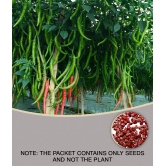 Chilli G 4 - Desi Vegetable Pack Of 50 Seeds